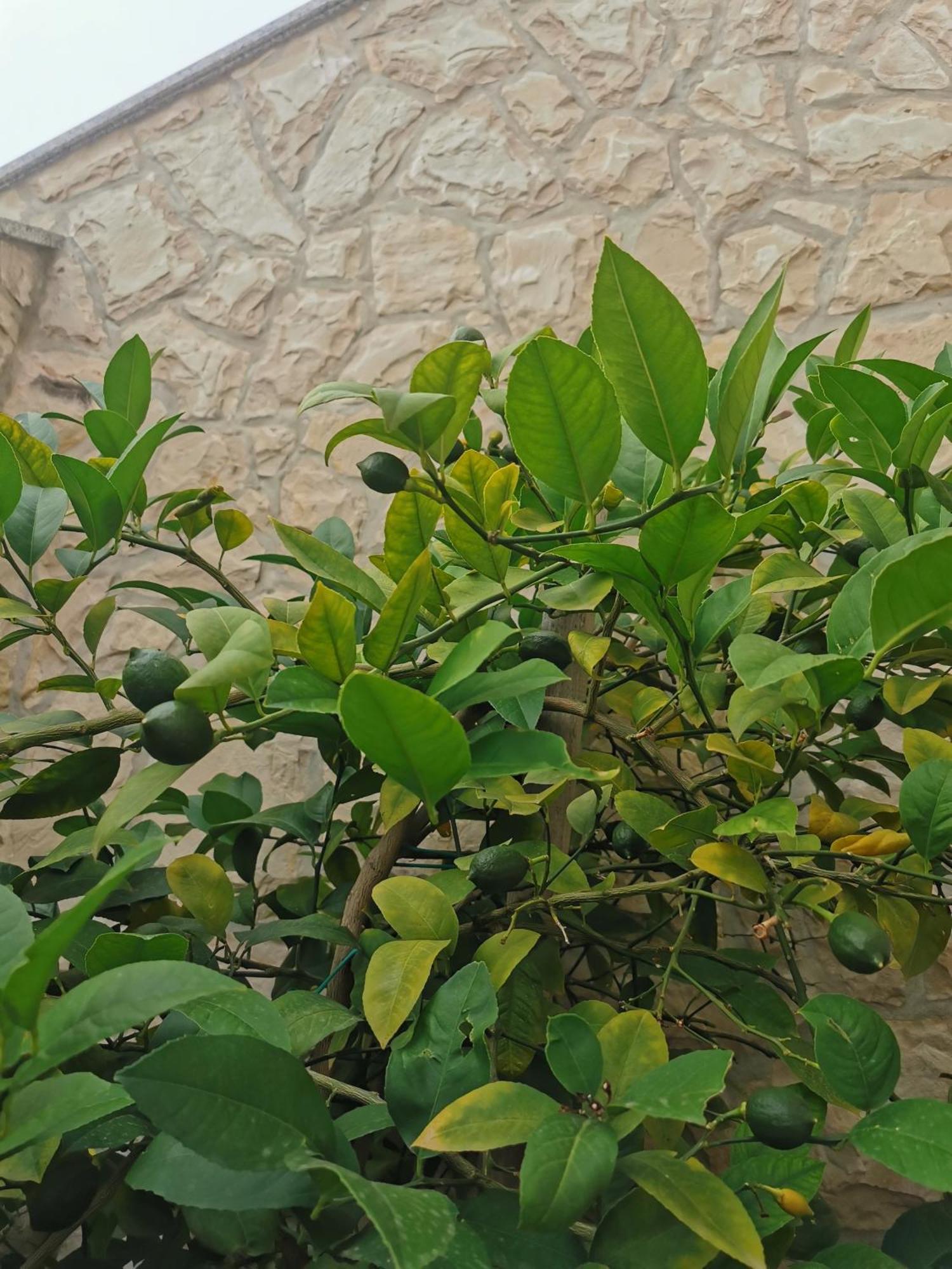 Apartments Riva بوفليانا المظهر الخارجي الصورة